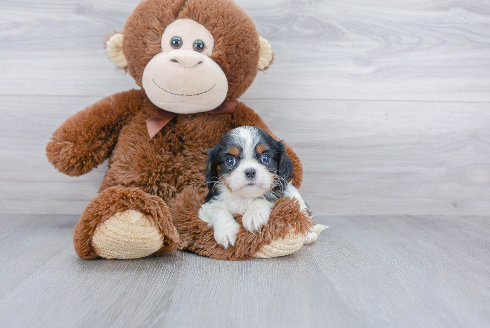 Best Cavalier King Charles Spaniel Baby