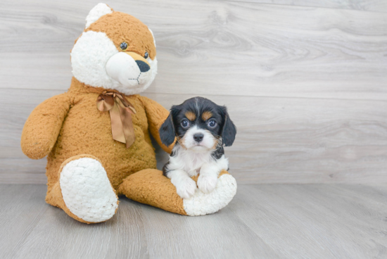 Best Cavalier King Charles Spaniel Baby