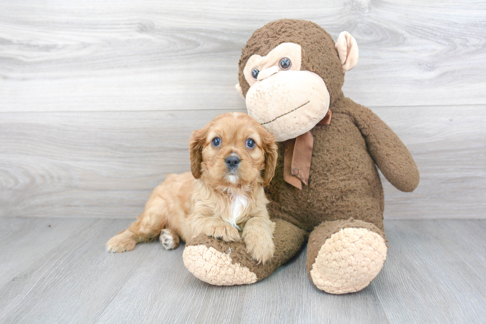 Cavalier King Charles Spaniel Pup Being Cute