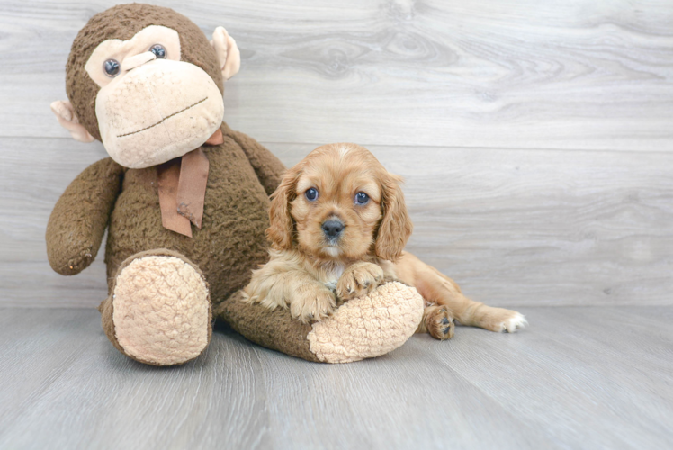 Petite Cavalier King Charles Spaniel Purebred Puppy