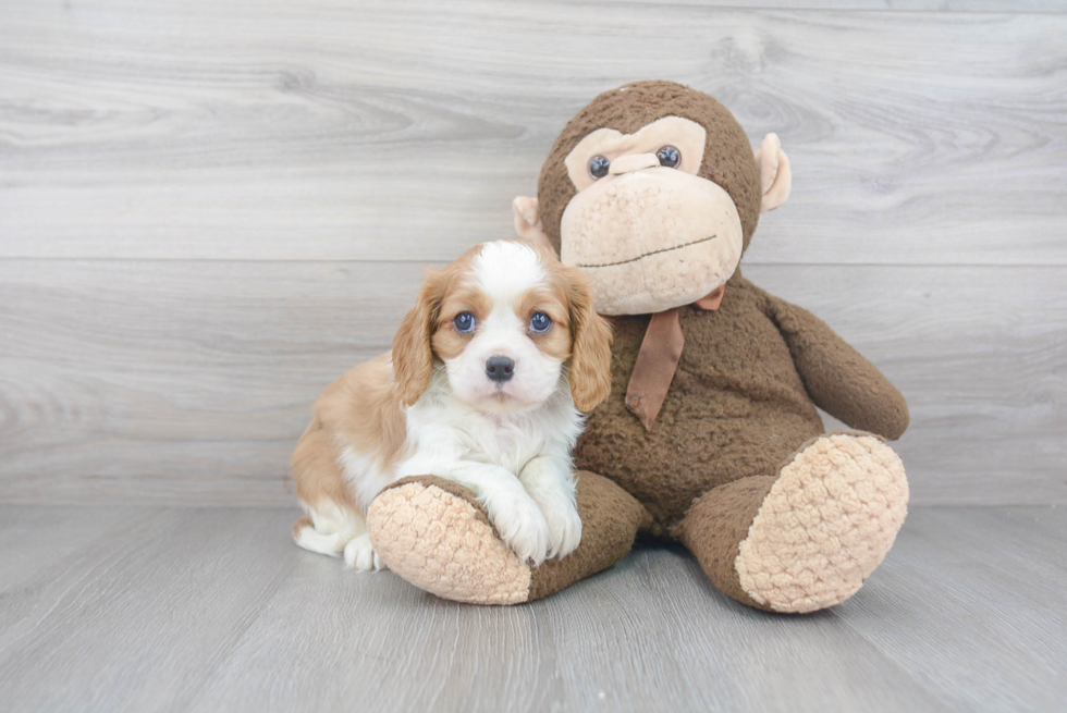 Cavalier King Charles Spaniel Puppy for Adoption