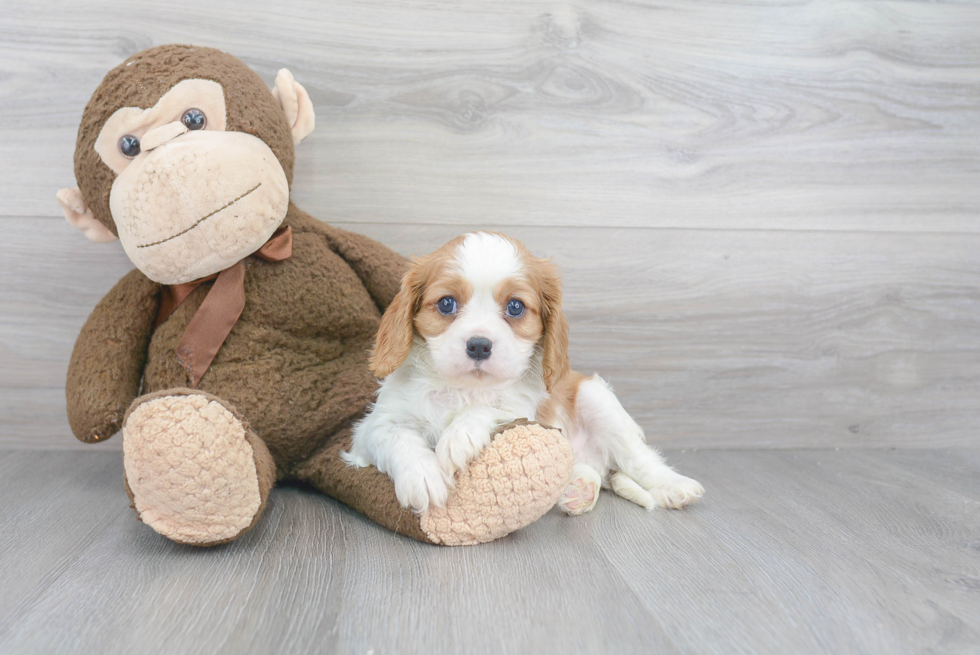 Best Cavalier King Charles Spaniel Baby