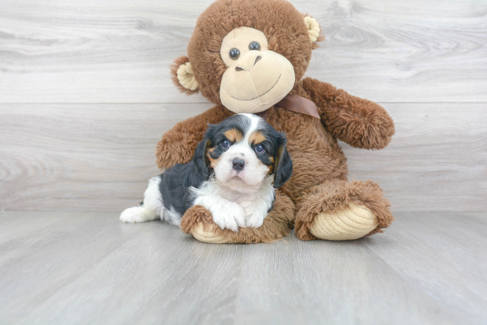 Cavalier King Charles Spaniel Puppy for Adoption