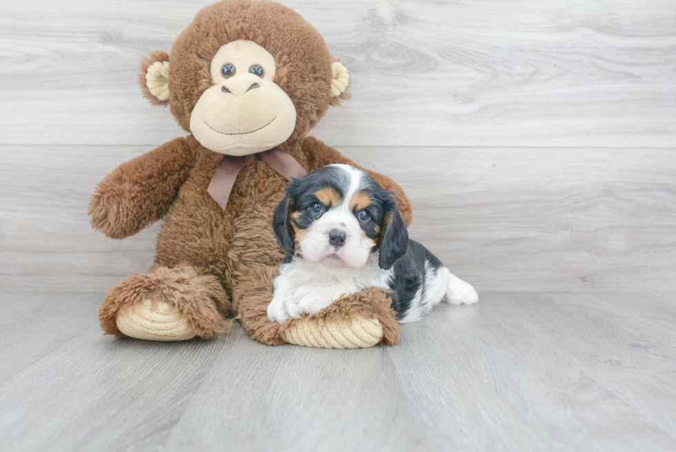 Petite Cavalier King Charles Spaniel Purebred Puppy