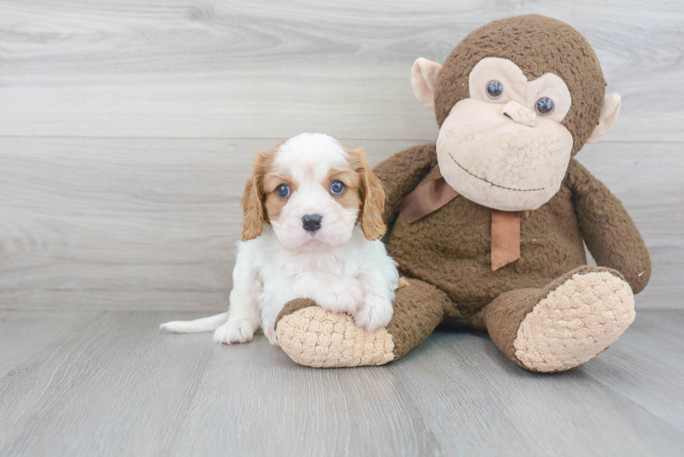 Cavalier King Charles Spaniel Puppy for Adoption