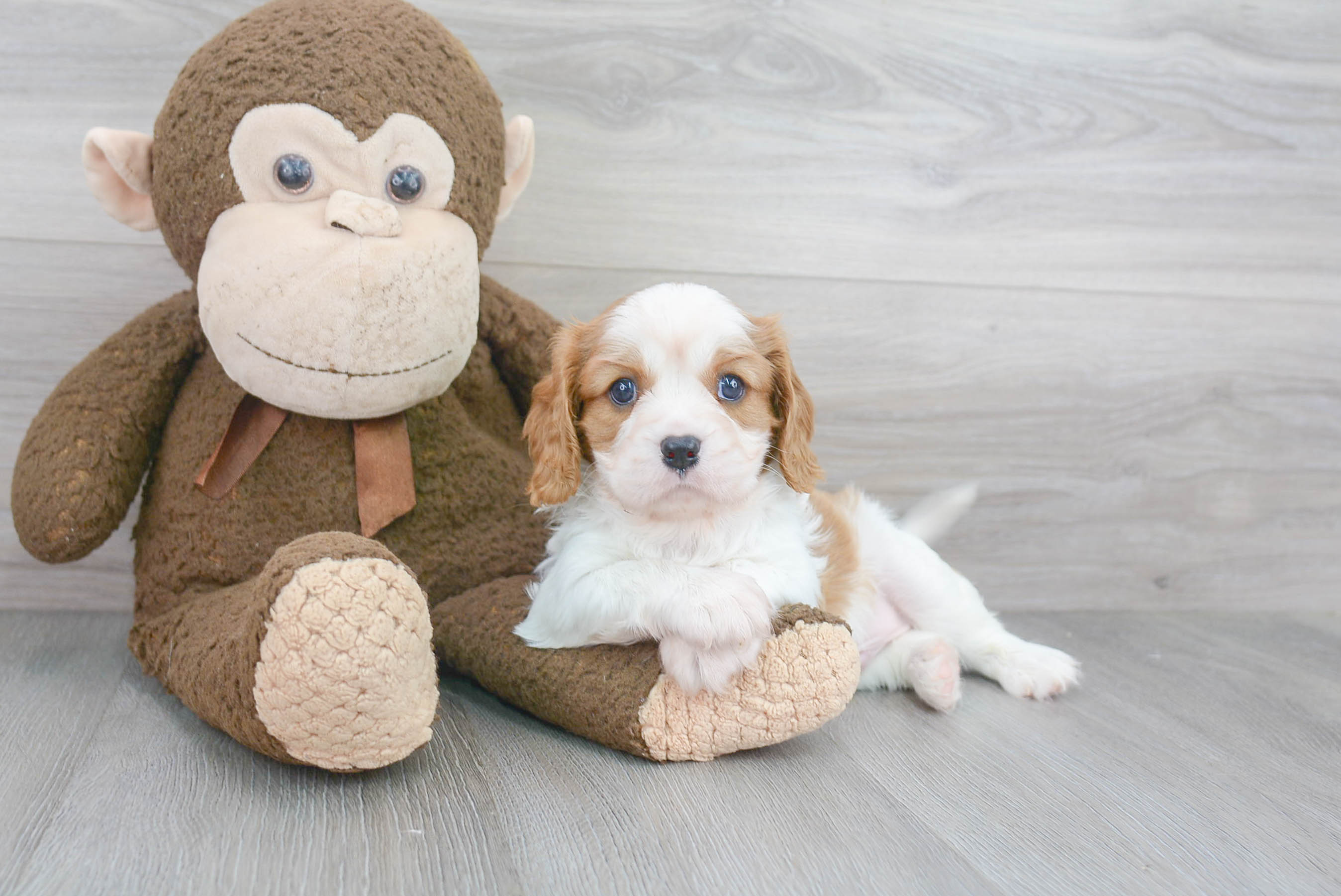Fluffy Cavalier King Charles Spaniel Purebred Puppy