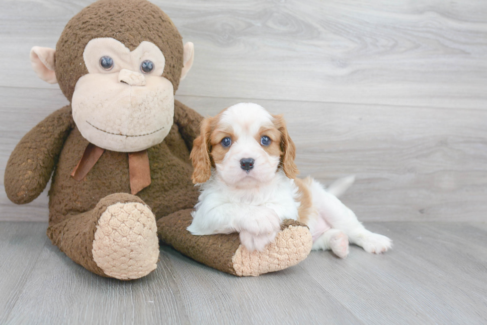 Fluffy Cavalier King Charles Spaniel Purebred Puppy