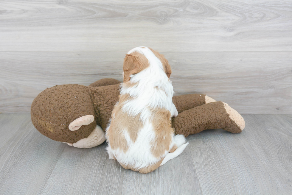 Cute Cavalier King Charles Spaniel Purebred Puppy