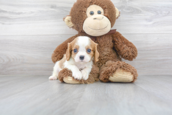 Cavalier King Charles Spaniel Pup Being Cute