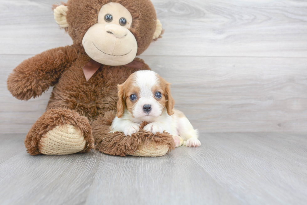 Cavalier King Charles Spaniel Pup Being Cute