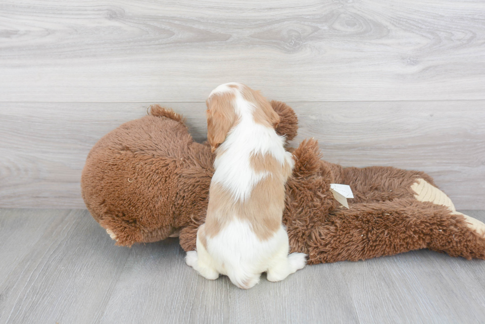 Playful Cavalier King Charles Spaniel Purebred Pup