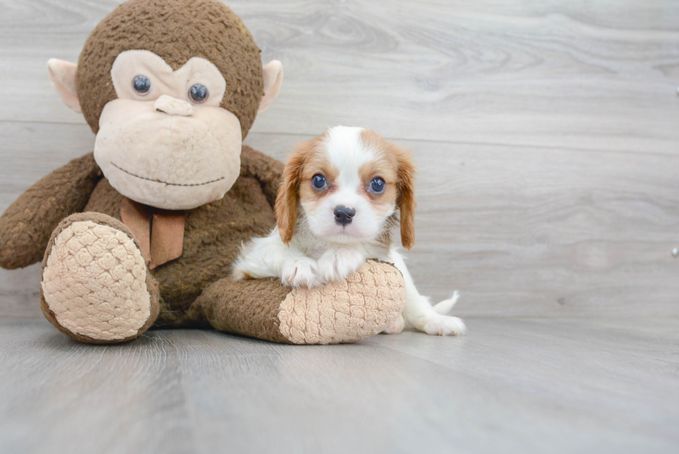 Smart Cavalier King Charles Spaniel Purebred Puppy