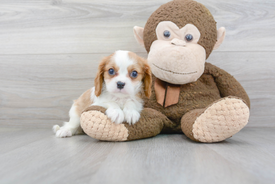 Best Cavalier King Charles Spaniel Baby