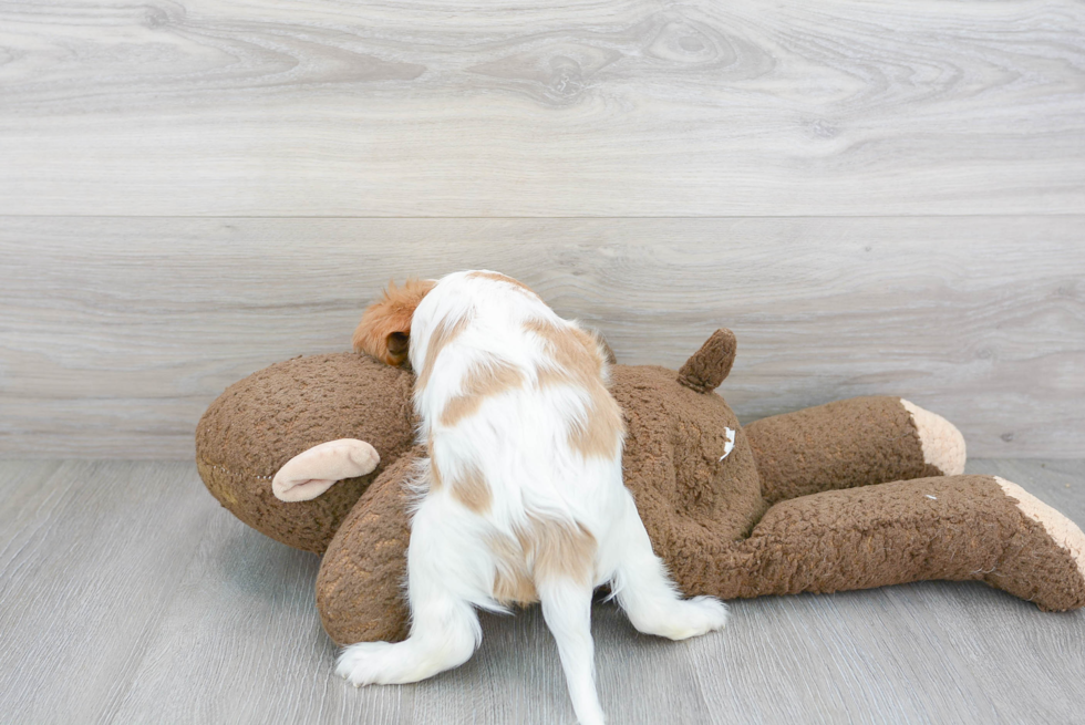 Cavalier King Charles Spaniel Pup Being Cute