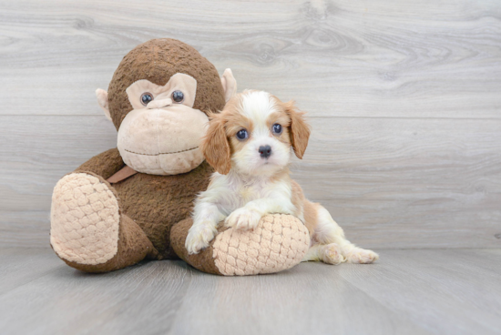 Cavalier King Charles Spaniel Puppy for Adoption