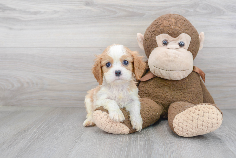 Best Cavalier King Charles Spaniel Baby