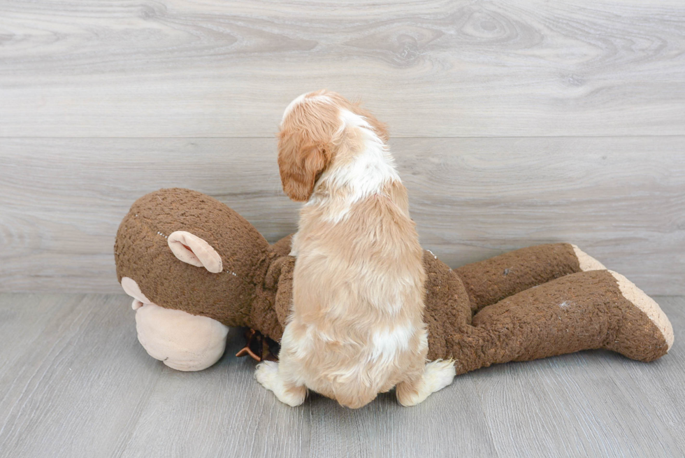 Cavalier King Charles Spaniel Pup Being Cute