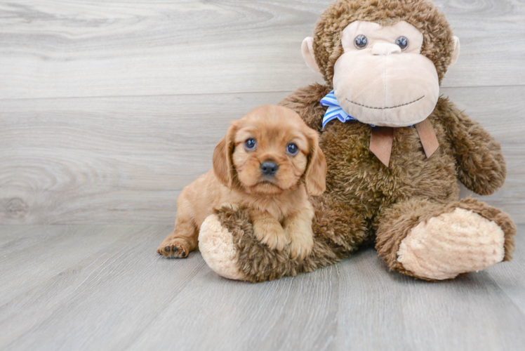 Best Cavalier King Charles Spaniel Baby