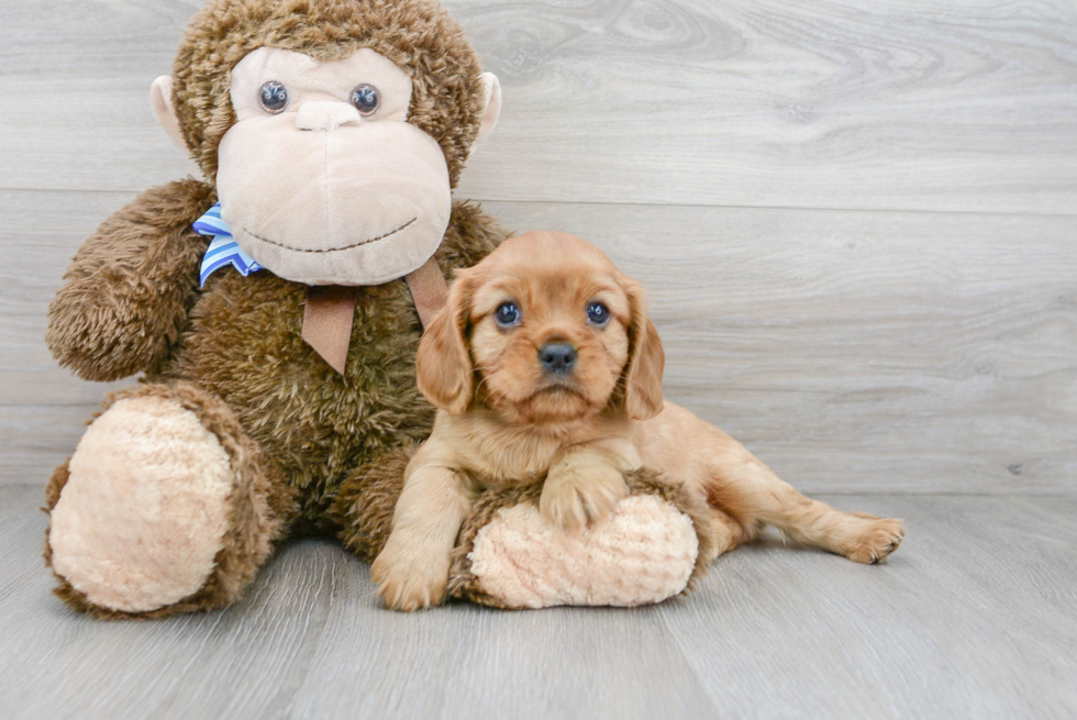 Smart Cavalier King Charles Spaniel Purebred Puppy