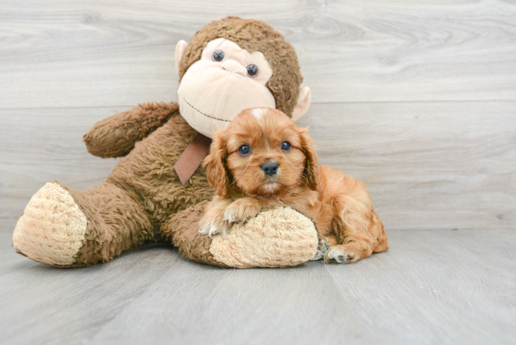 Cavalier King Charles Spaniel Pup Being Cute