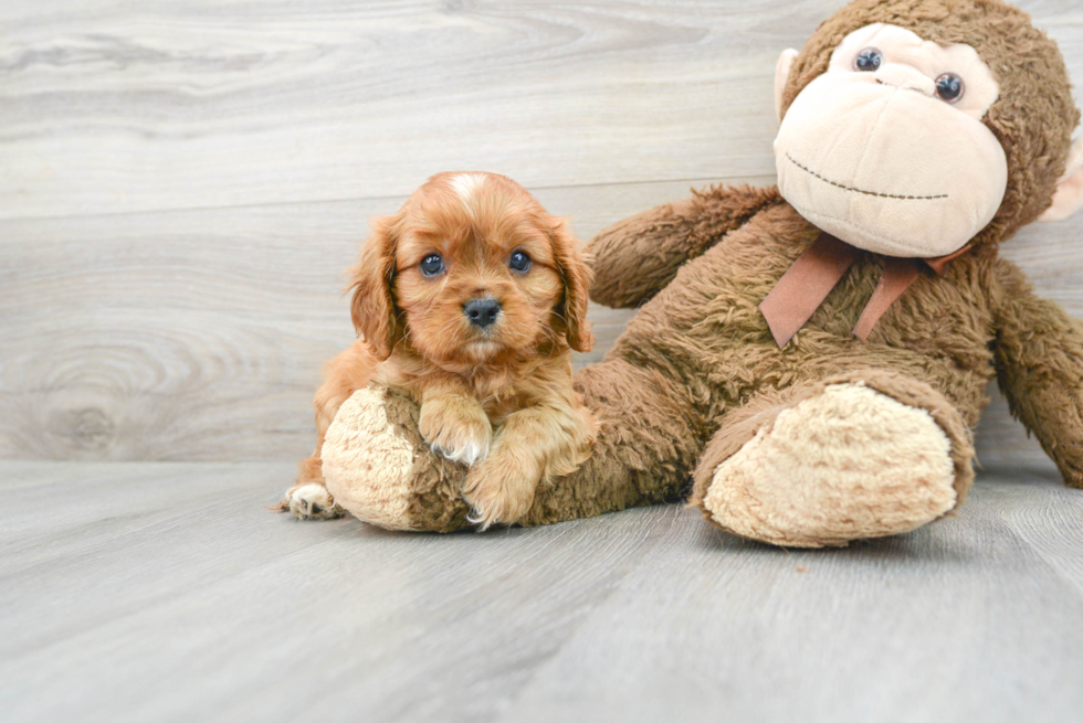 Cavalier King Charles Spaniel Pup Being Cute