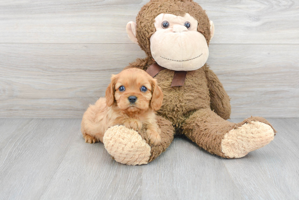 Cavalier King Charles Spaniel Pup Being Cute