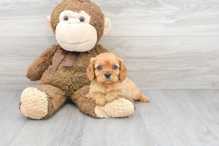 Cavalier King Charles Spaniel Puppy for Adoption