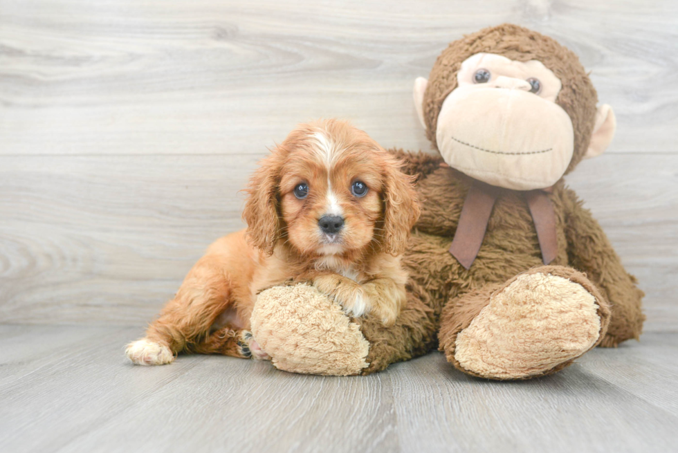 Best Cavalier King Charles Spaniel Baby