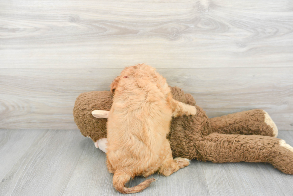 Cavalier King Charles Spaniel Pup Being Cute