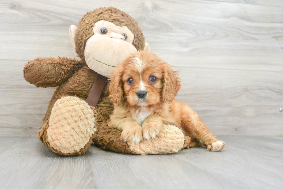 Popular Cavalier King Charles Spaniel Baby