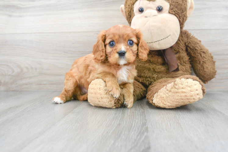 Little Cavalier King Charles Spaniel Purebred Pup