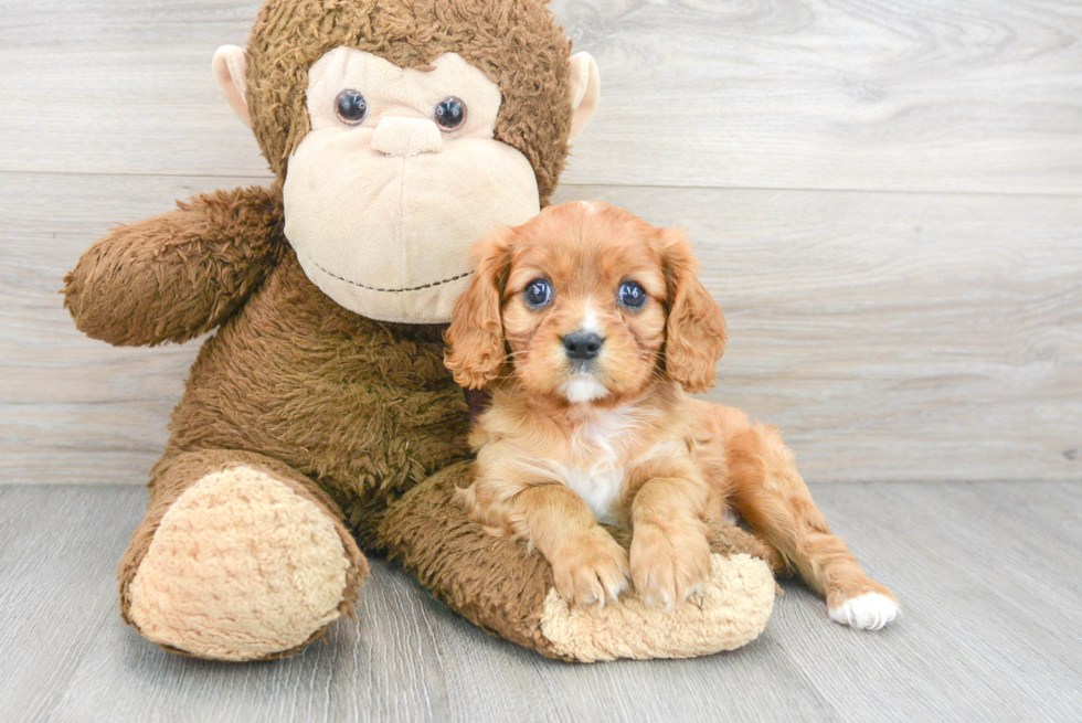 Best Cavalier King Charles Spaniel Baby