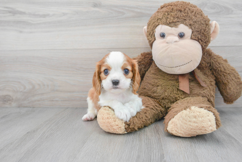 Energetic Cavalier King Charles Spaniel Purebred Puppy