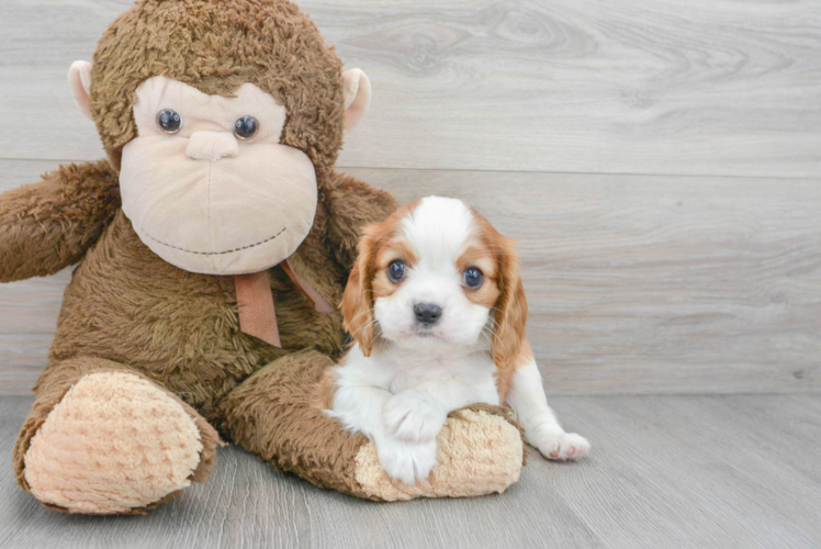 Best Cavalier King Charles Spaniel Baby