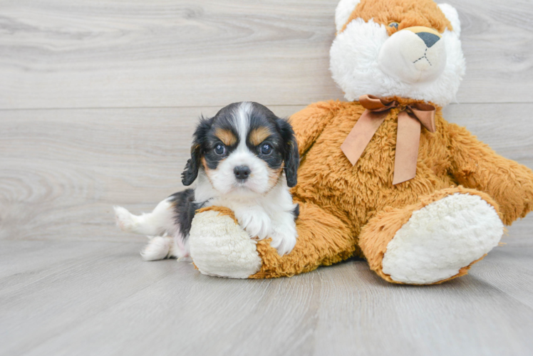 Smart Cavalier King Charles Spaniel Purebred Puppy