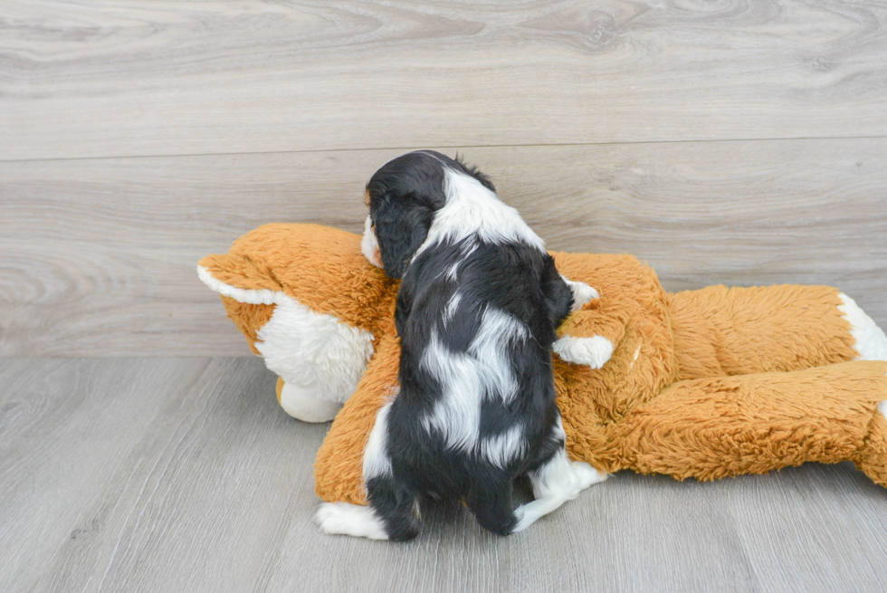 Hypoallergenic Cavalier King Charles Spaniel Baby