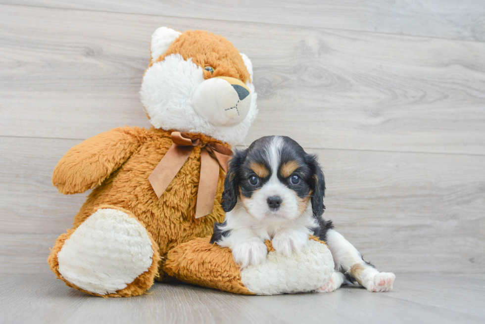 Little Cavalier King Charles Spaniel Baby