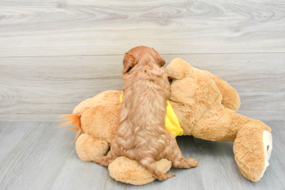 Energetic Cavalier King Charles Spaniel Purebred Puppy