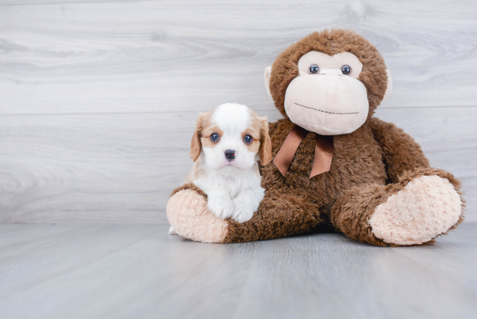 Cavalier King Charles Spaniel Pup Being Cute