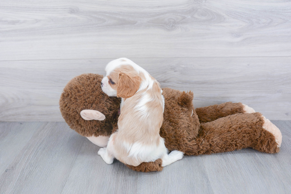 Cavalier King Charles Spaniel Pup Being Cute