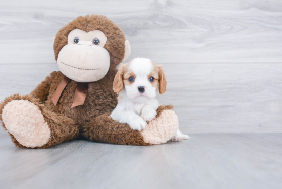 Sweet Cavalier King Charles Spaniel Purebred Puppy