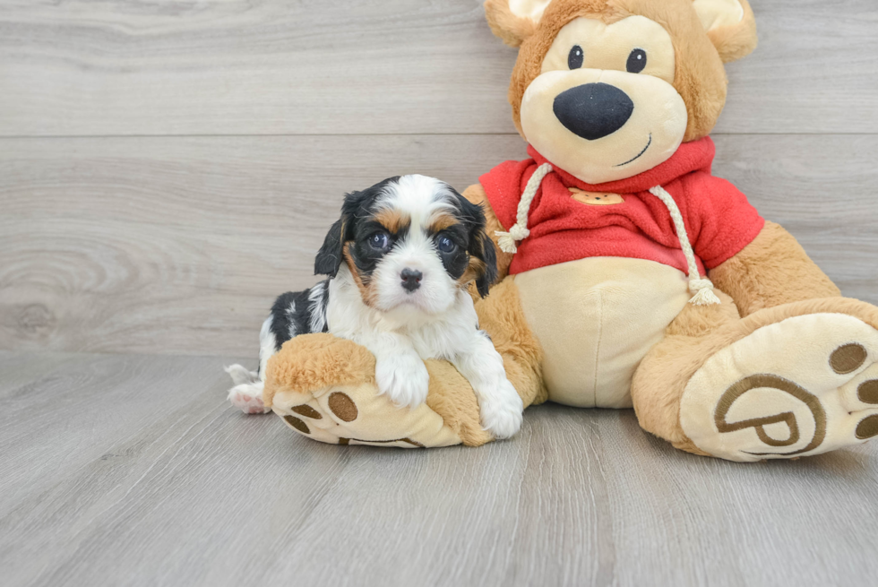 Best Cavalier King Charles Spaniel Baby