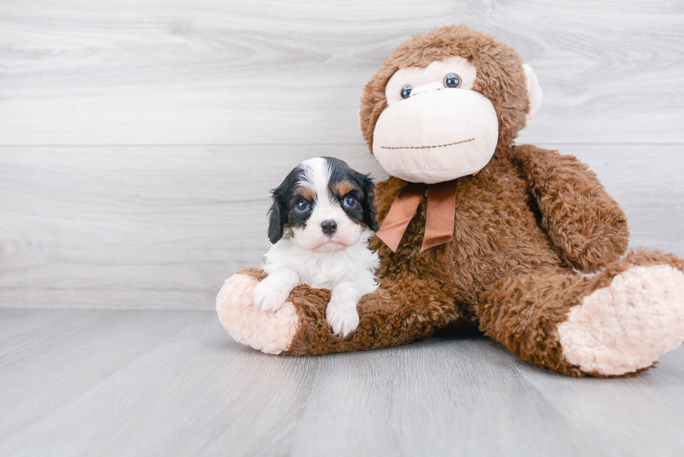 Sweet Cavalier King Charles Spaniel Purebred Puppy