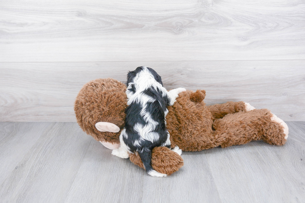 Smart Cavalier King Charles Spaniel Purebred Puppy