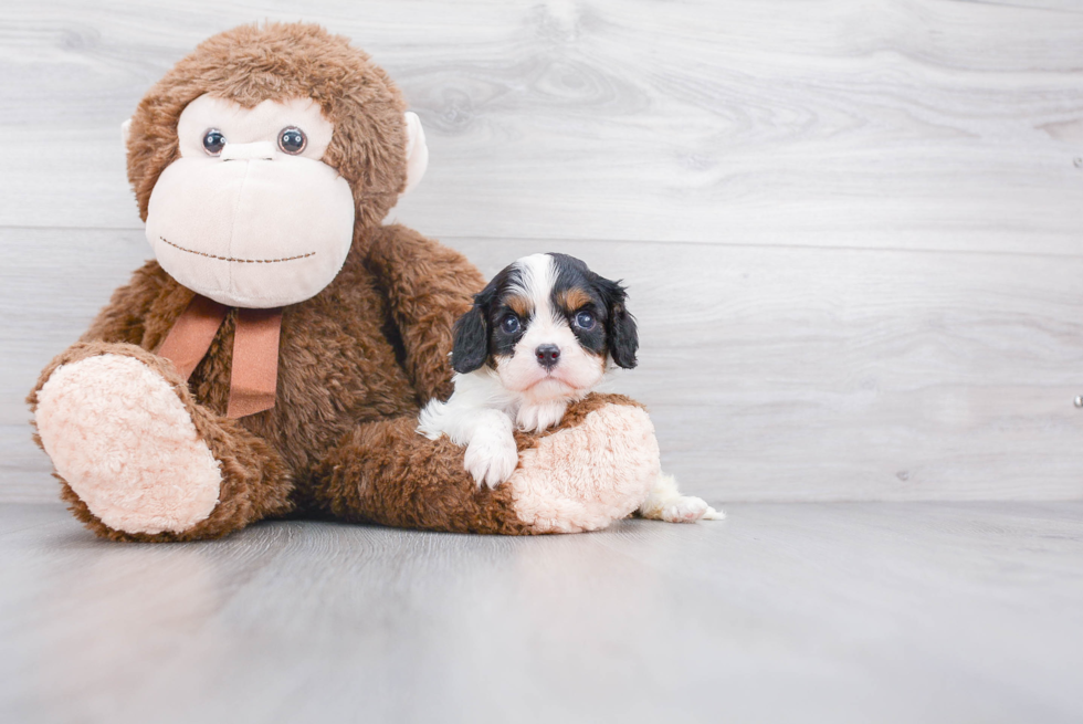 Small Cavalier King Charles Spaniel Baby