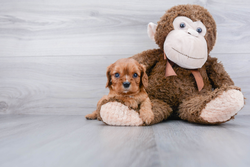 Cavalier King Charles Spaniel Pup Being Cute