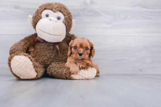 Akc Registered Cavalier King Charles Spaniel Baby