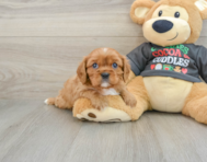 5 week old Cavalier King Charles Spaniel Puppy For Sale - Premier Pups