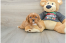 Cavalier King Charles Spaniel Puppy for Adoption