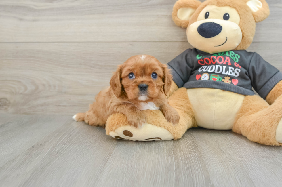 6 week old Cavalier King Charles Spaniel Puppy For Sale - Premier Pups